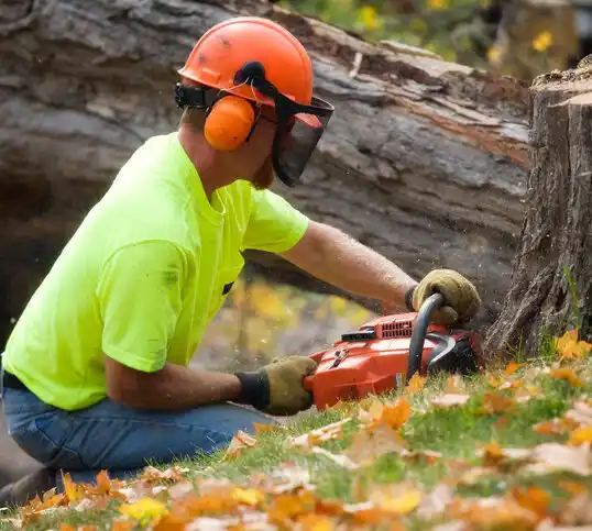 tree services Shepherd